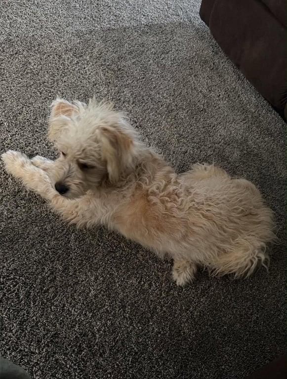 Chloe - ADOPTION IN PROCESS Image