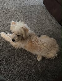 Chloe - ADOPTION IN PROCESS - Photo 1
