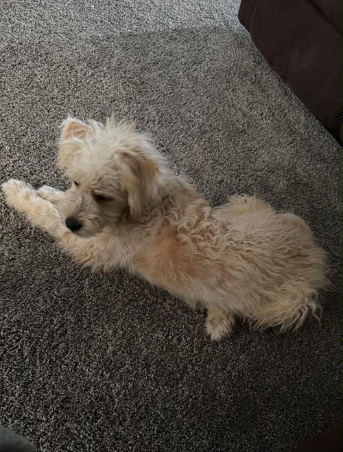CHLOE - ADOPTION IN PROCESS - Poodle (Miniature) for adoption in Milwaukee