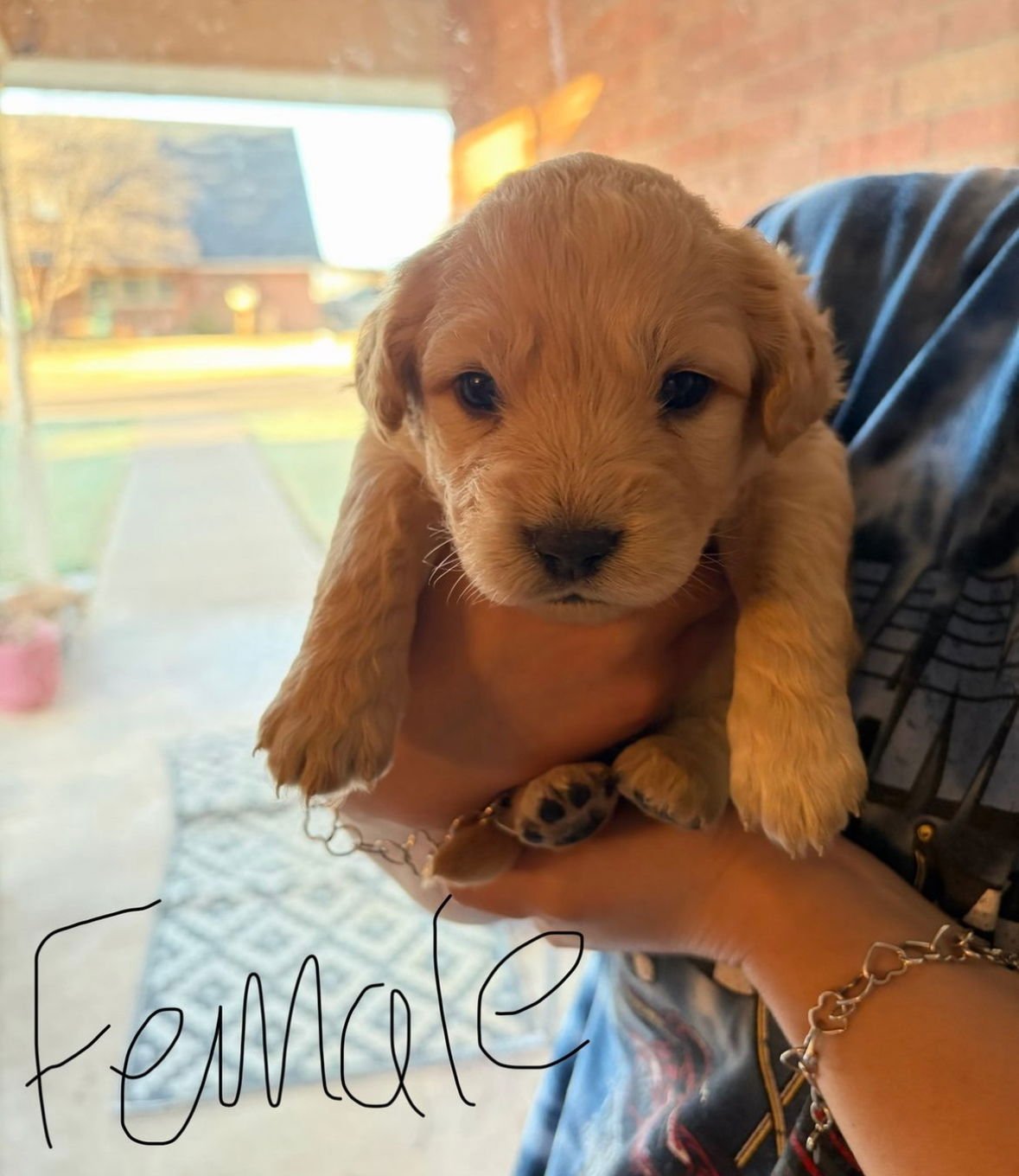 BUTTERSCOTCH - ADOPTION IN PROCESS - Golden Retriever available for adoption