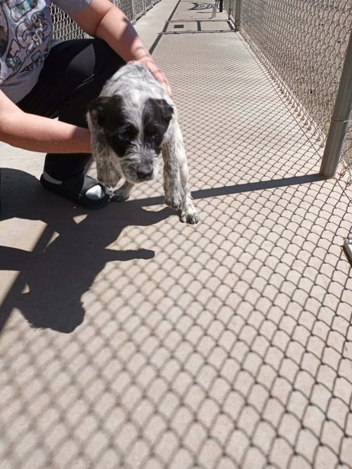 PEONY - Poodle (unknown type) / Cattle Dog available for adoption