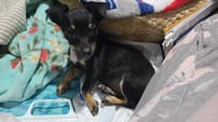 Maggie - ADOPTION IN PROCESS - Photo 3