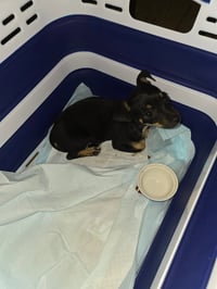 Maggie - ADOPTION IN PROCESS - Photo 4