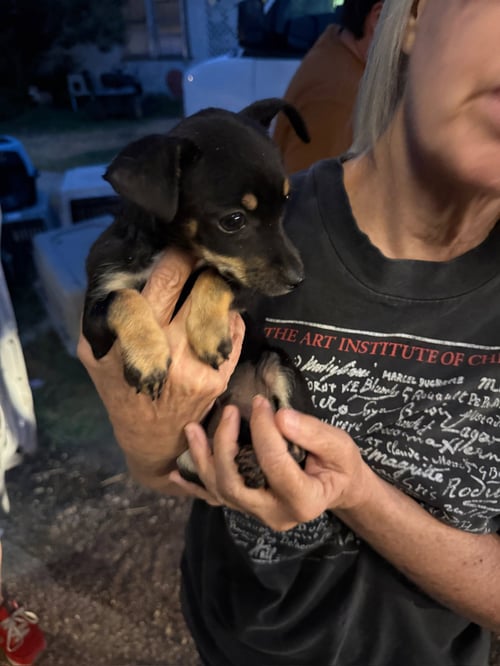 MAGGIE - ADOPTION IN PROCESS - Miniature Pinscher available for adoption