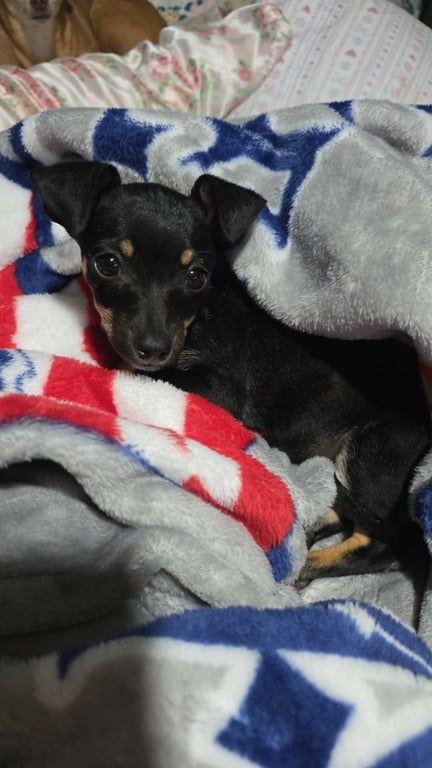 Maggie - ADOPTION IN PROCESS Image