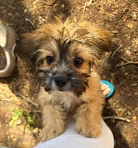 Groot - ADOPTION IN PROCESS - Photo 2