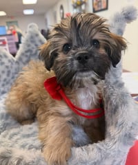 Groot - ADOPTION IN PROCESS - Photo 4