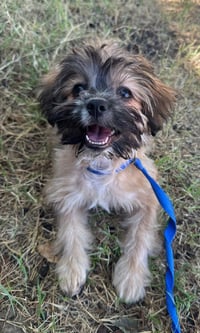 Groot - ADOPTION IN PROCESS - Photo 3