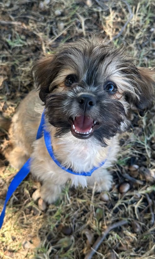 GROOT - ADOPTION IN PROCESS - Lhasa Apso / Havanese for adoption in Milwaukee