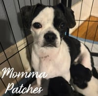 Momma Patches - ADOPTION IN PROCESS - Photo 1