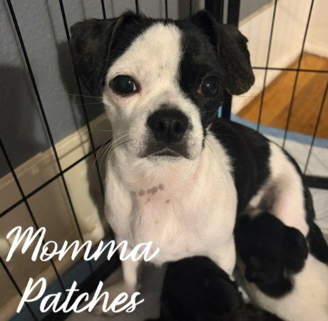MOMMA PATCHES - ADOPTION IN PROCESS - Boston Terrier available for adoption