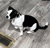 Momma Patches - ADOPTION IN PROCESS - Photo 2