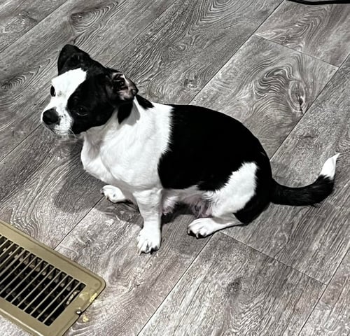 MOMMA PATCHES - ADOPTION IN PROCESS - Boston Terrier available for adoption