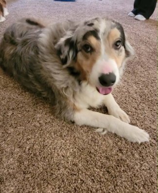 Lola - ADOPTION IN PROCESS Image