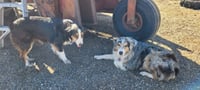 Lola - ADOPTION IN PROCESS - Photo 3