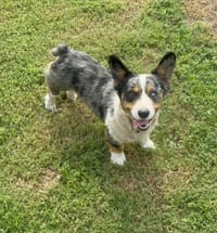 Milo - ADOPTION IN PROCESS - Photo 1