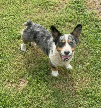 MILO - ADOPTION IN PROCESS - Cardigan Welsh Corgi available for adoption