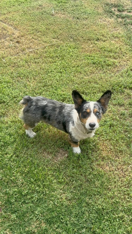 MILO - ADOPTION IN PROCESS - Cardigan Welsh Corgi available for adoption