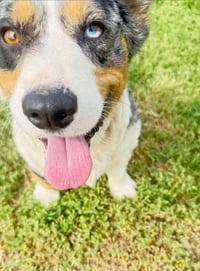Milo - ADOPTION IN PROCESS - Photo 3