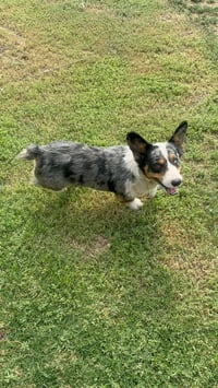 Milo - ADOPTION IN PROCESS - Photo 4