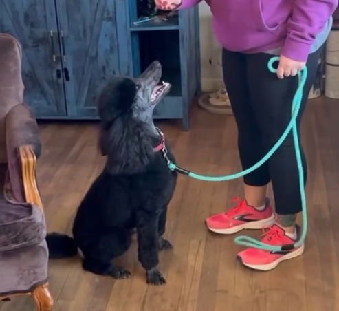 MAXIMILIAN - Poodle (Standard) available for adoption