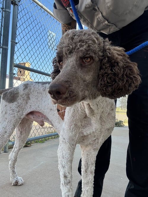 TIMBER - ADOPTION IN PROCESS - Poodle (Standard) for adoption in Milwaukee