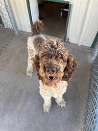 Timber - ADOPTION IN PROCESS - Photo 4