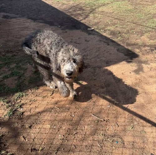 PETRA - ADOPTION IN PROCESS - Australian Shepherd / Poodle (Standard) available for adoption