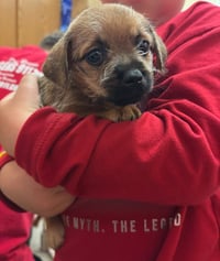 Teddy - Photo 2