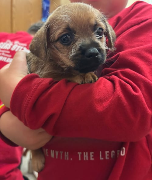 TEDDY - ADOPTION IN PROCESS - Pekingese / Pomeranian available for adoption