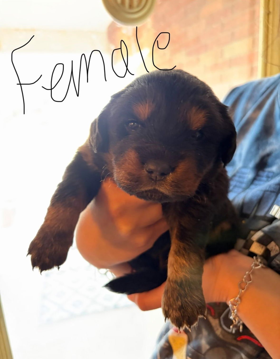 REESE - ADOPTION IN PROCESS - Golden Retriever available for adoption