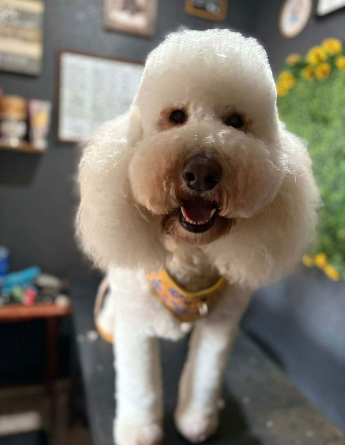 FOSTER ME - PEARL - Poodle (Standard) available for adoption