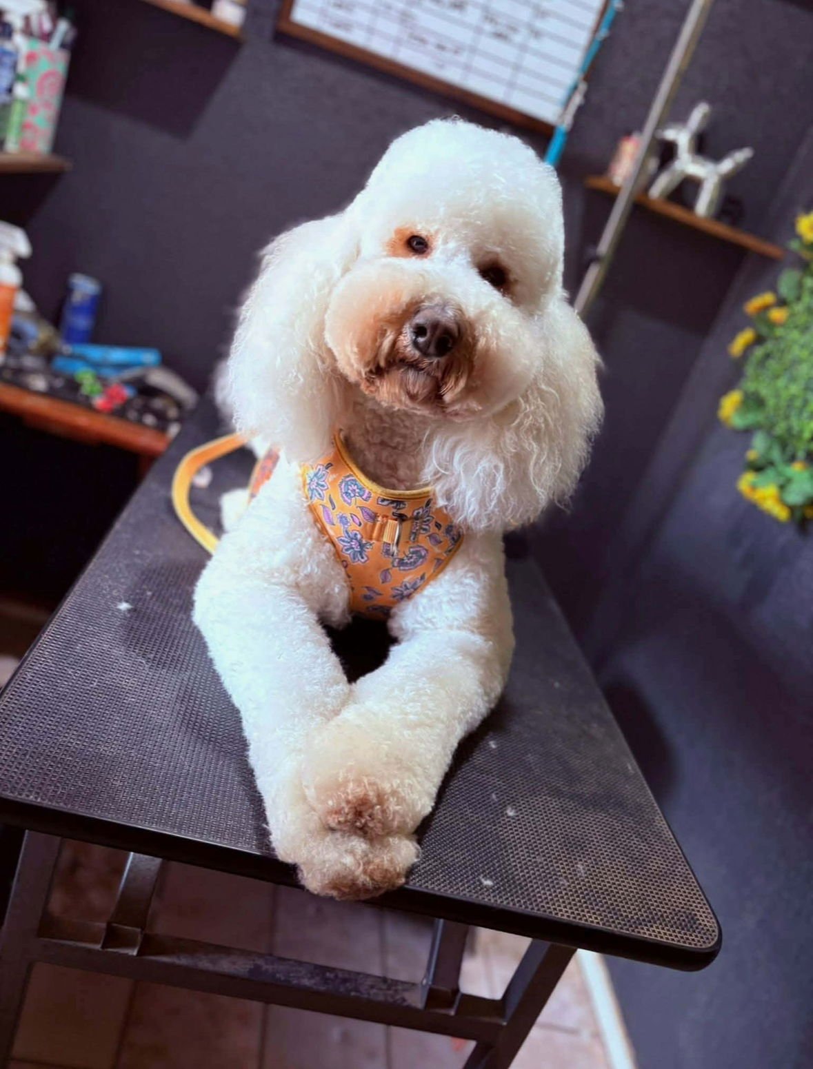 FOSTER ME - PEARL - Poodle (Standard) available for adoption