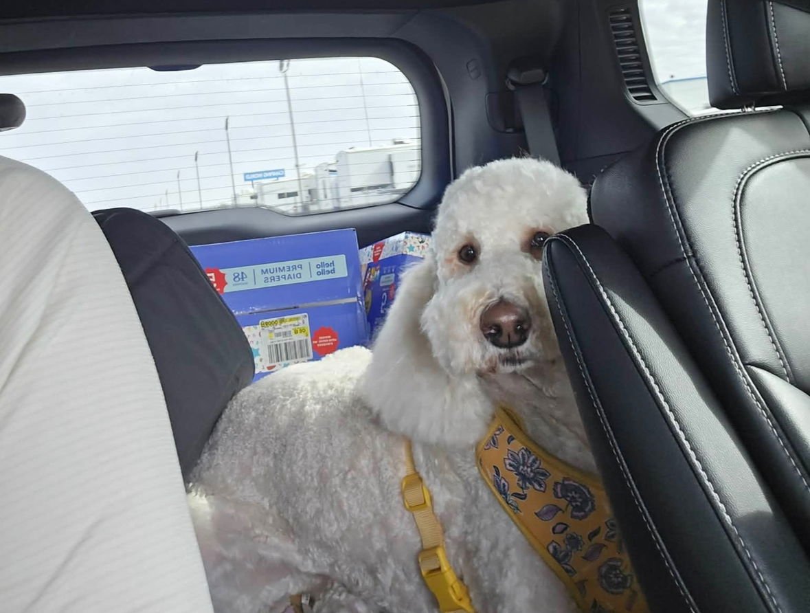 FOSTER ME - Pearl - Photo 3