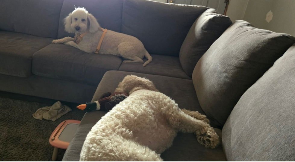 FOSTER ME - Pearl - Photo 4