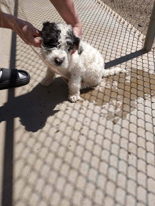 FOSTER ME - DAHLIA - Poodle (unknown type) / Cattle Dog available for adoption