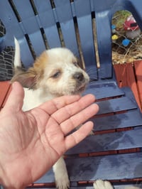 FOSTER ME - Mallory - Photo 1