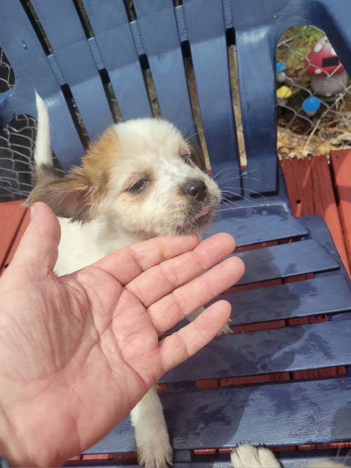 FOSTER ME - MALLORY - Australian Cattle Dog/Blue Heeler / Great Pyrenees for adoption in Milwaukee