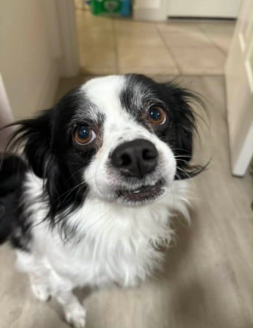 OLLIE - Shih Tzu available for adoption