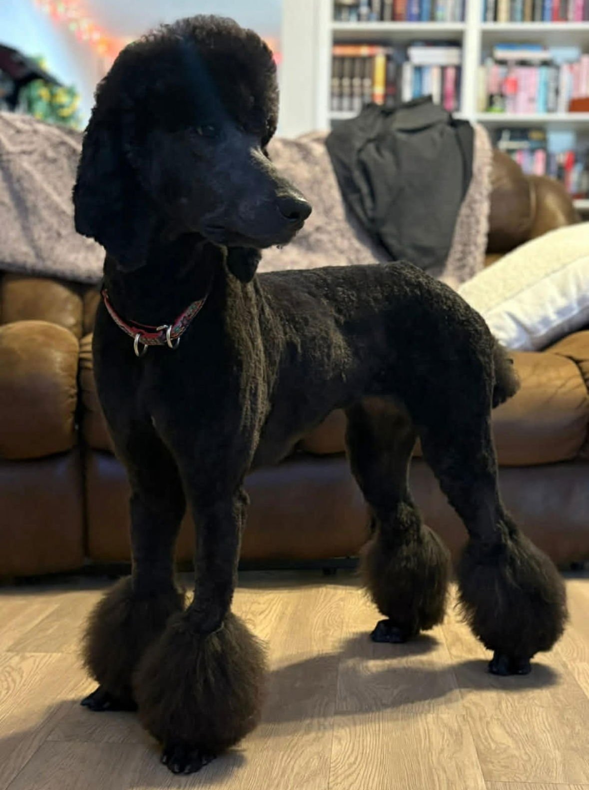 THETA - ADOPTION IN PROCESS - Poodle (Standard) available for adoption