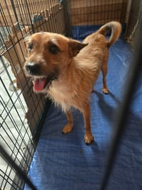 Spidey - ADOPTION IN PROCESS - Photo 3