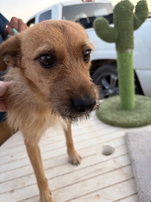 SPIDEY - Terrier available for adoption