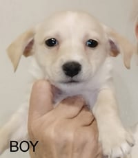 SPONSOR ME - Renoir - Photo 1