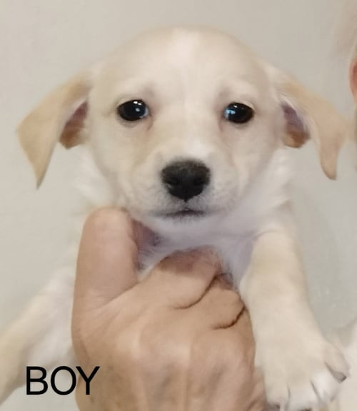 SPONSOR ME - RENOIR - Chihuahua / Terrier available for adoption