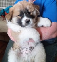 Putzie - ADOPDTION IN PROCESS - Photo 1