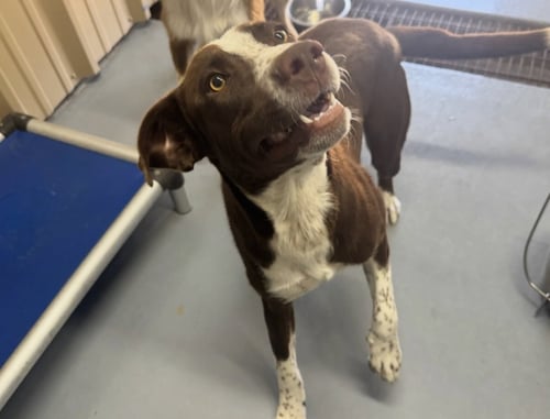 MARS - ADOPTION IN PROCESS - Australian Shepherd for adoption in Milwaukee