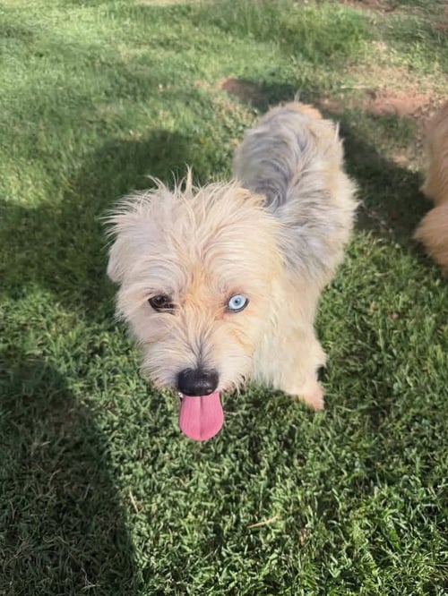 SPOTS - Terrier available for adoption
