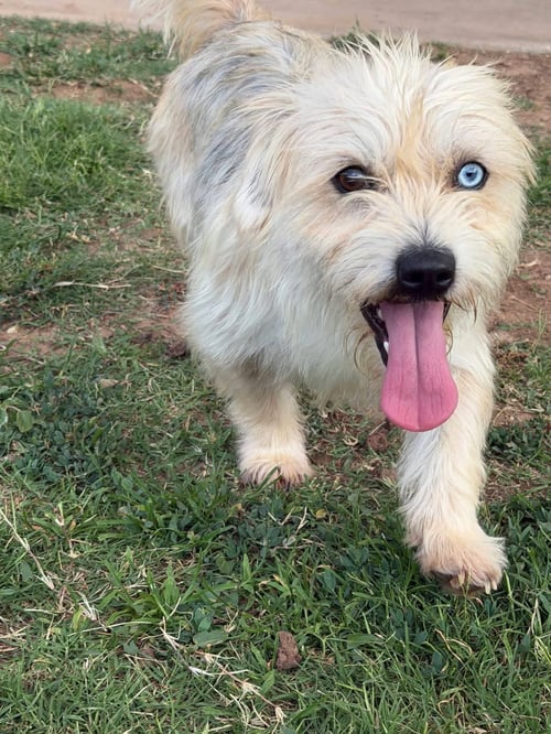 SPOTS - Terrier available for adoption