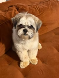 SPONSOR ME - Oakley - ADOPTION IN PROCESS - Photo 2