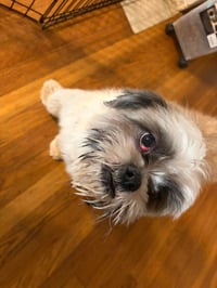 SPONSOR ME - Oakley - ADOPTION IN PROCESS - Photo 4